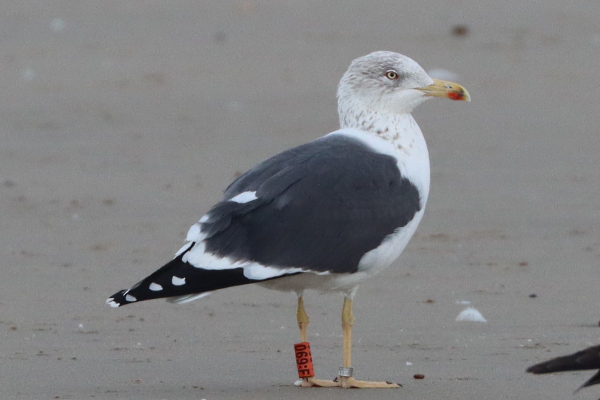 Zafferano - ML646781892