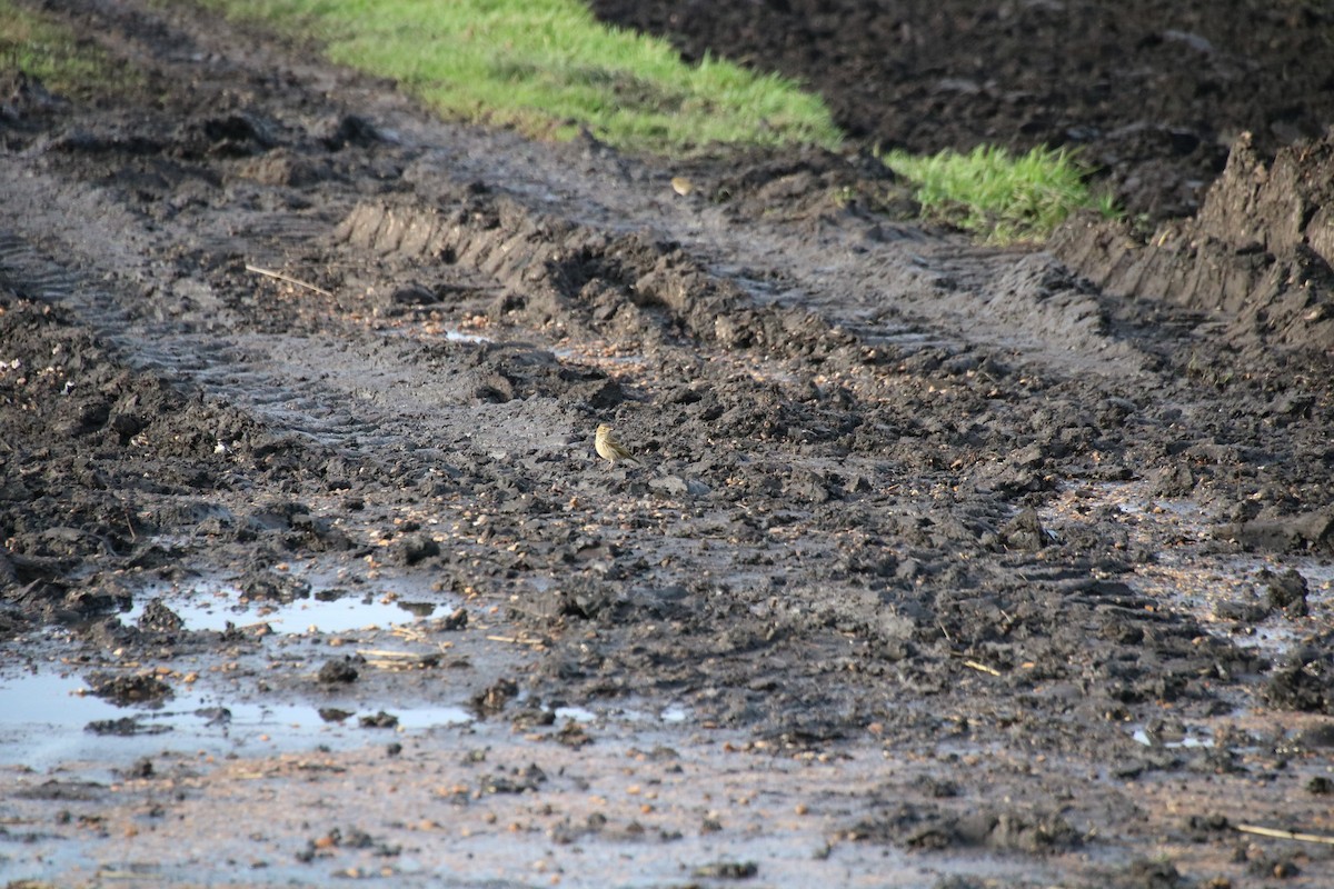 פפיון שדות - ML646781897