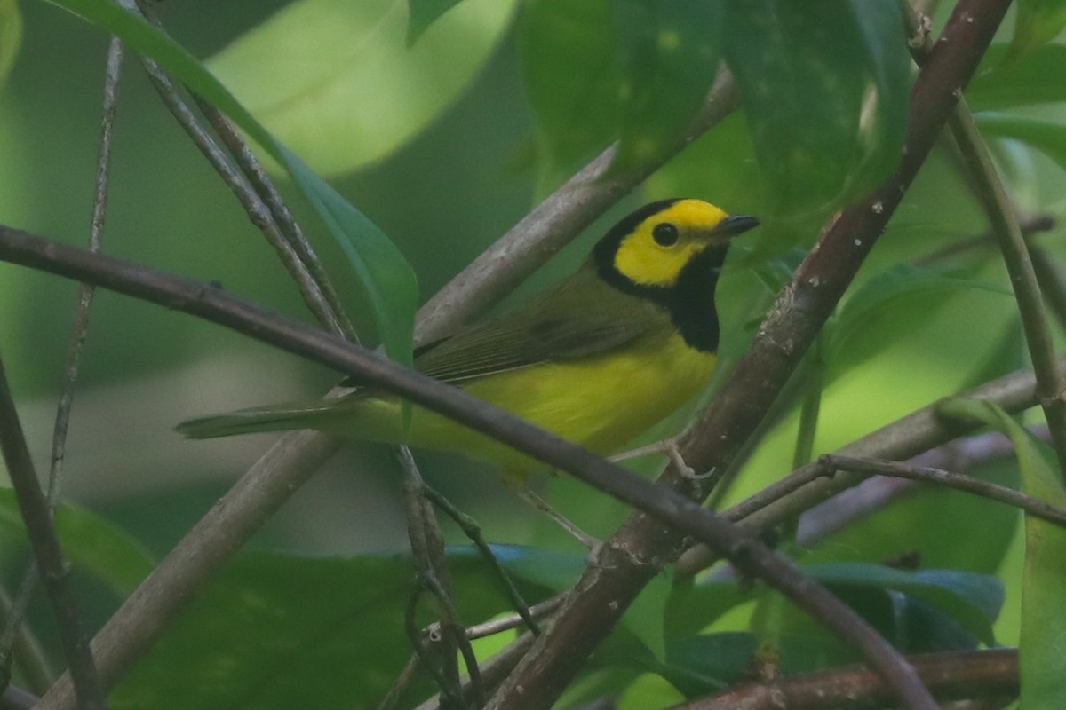 クロズキンアメリカムシクイ - ML646781904