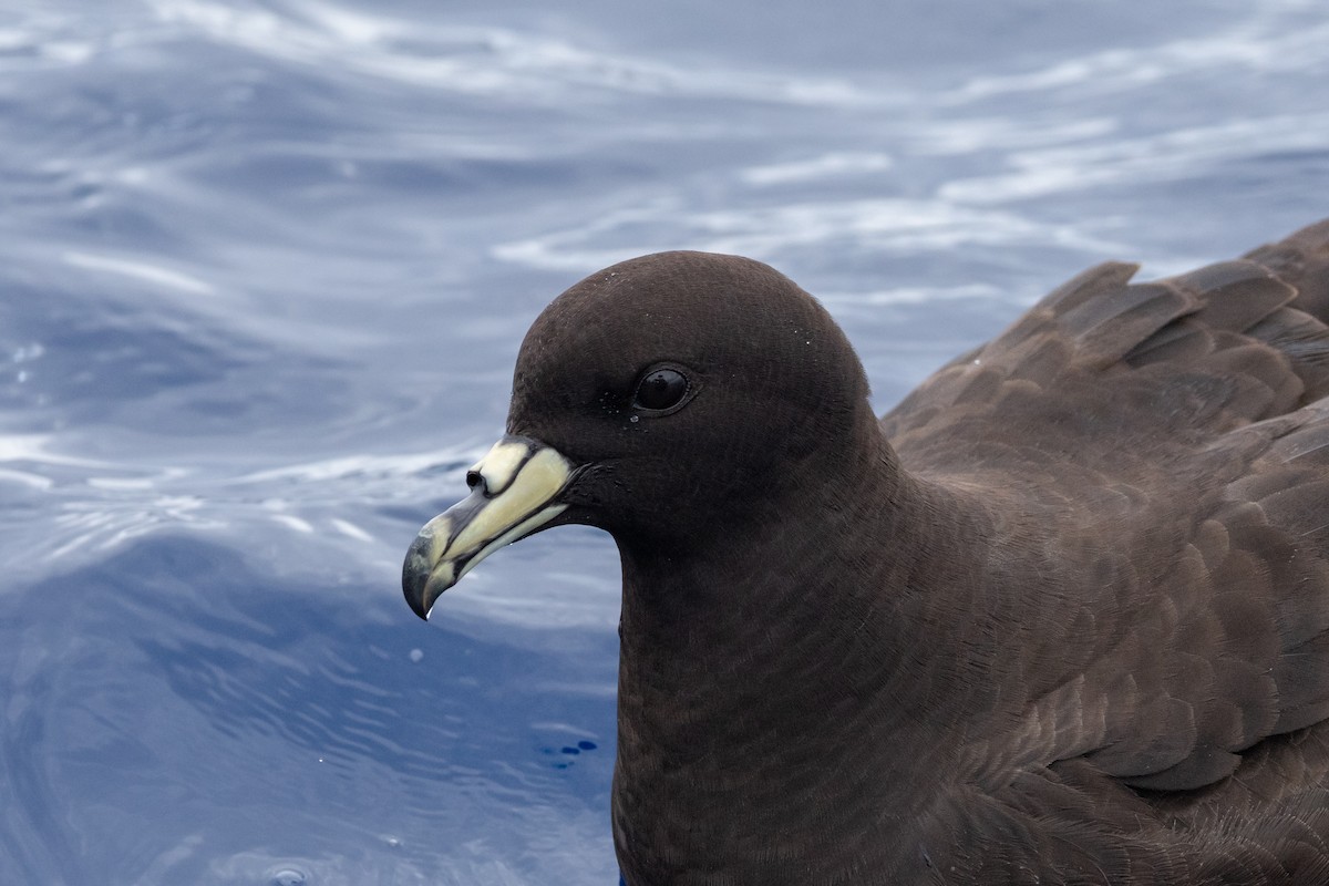 Parkinson's Petrel - ML646781906