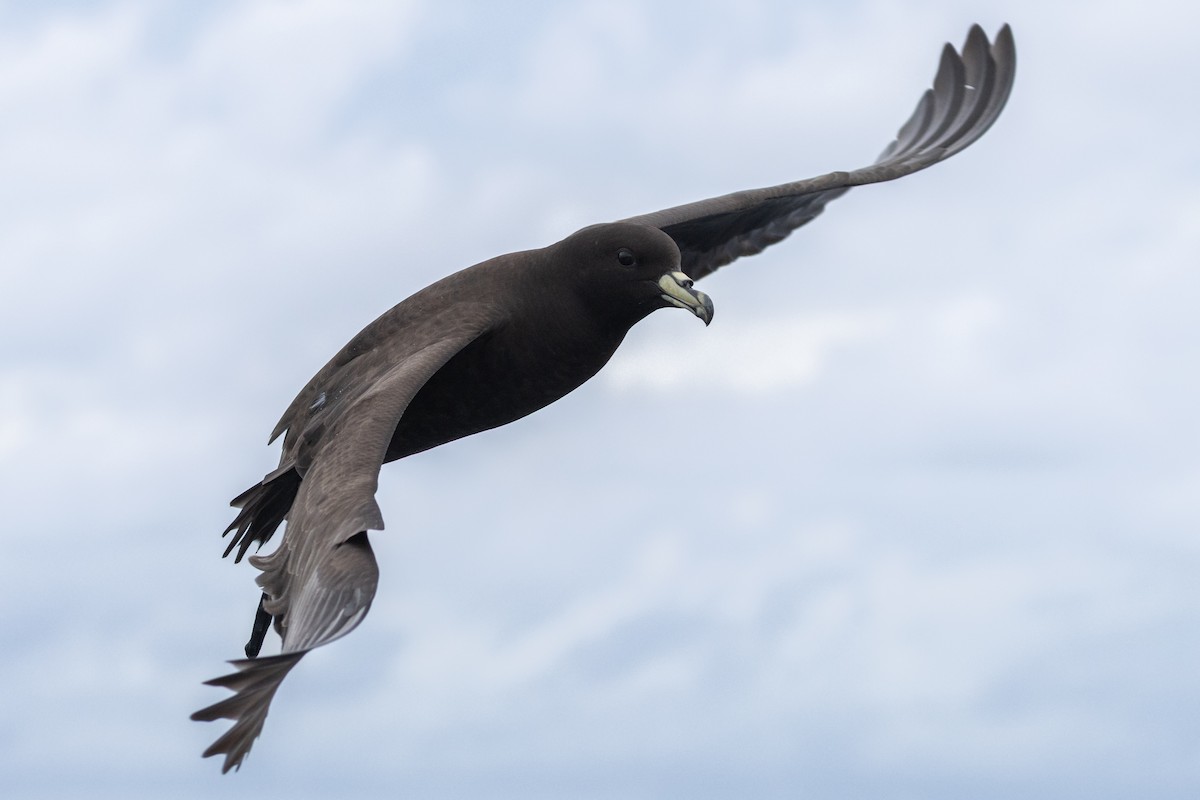 Parkinson's Petrel - ML646781907