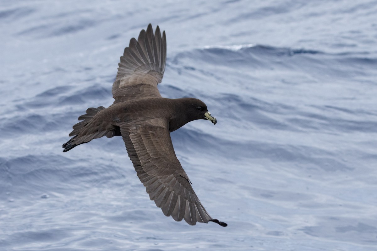 Parkinson's Petrel - ML646781908