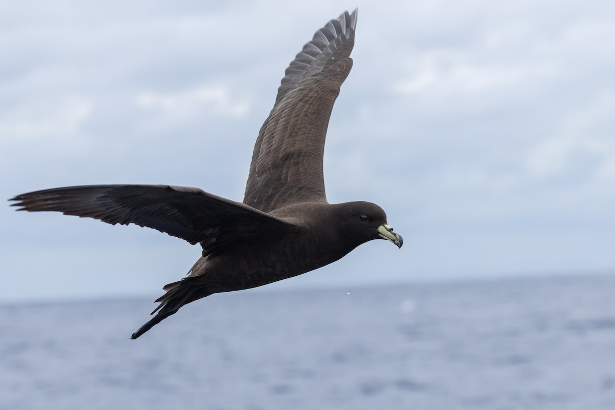 Parkinson's Petrel - ML646781909