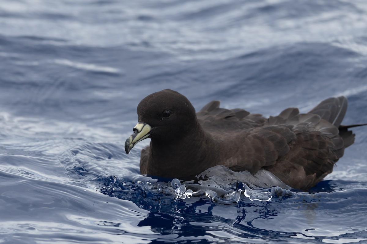 Parkinson's Petrel - ML646781910