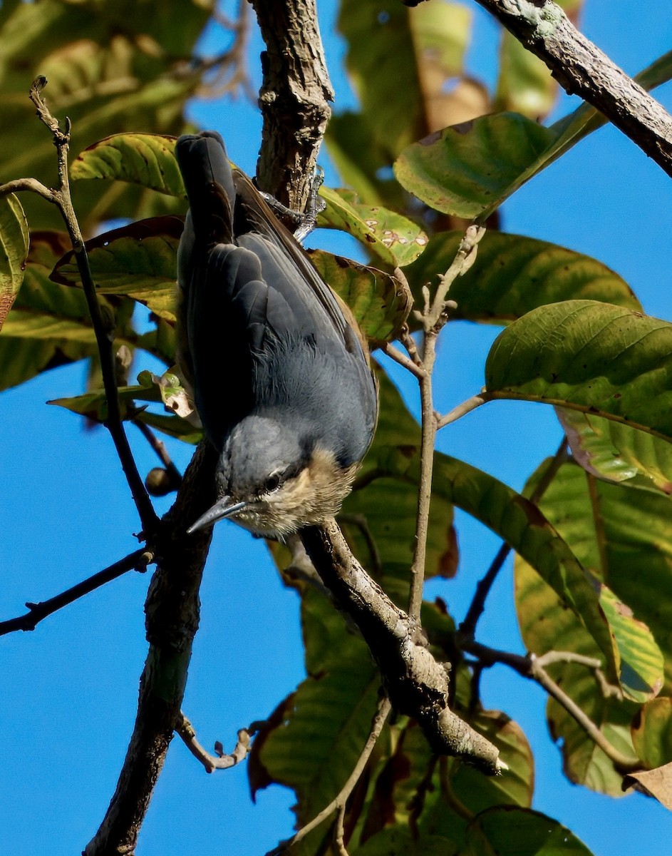 Burmese Nuthatch - ML646781912