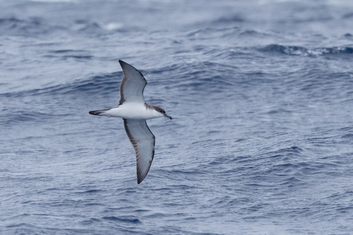 Buller's Shearwater - ML646781918