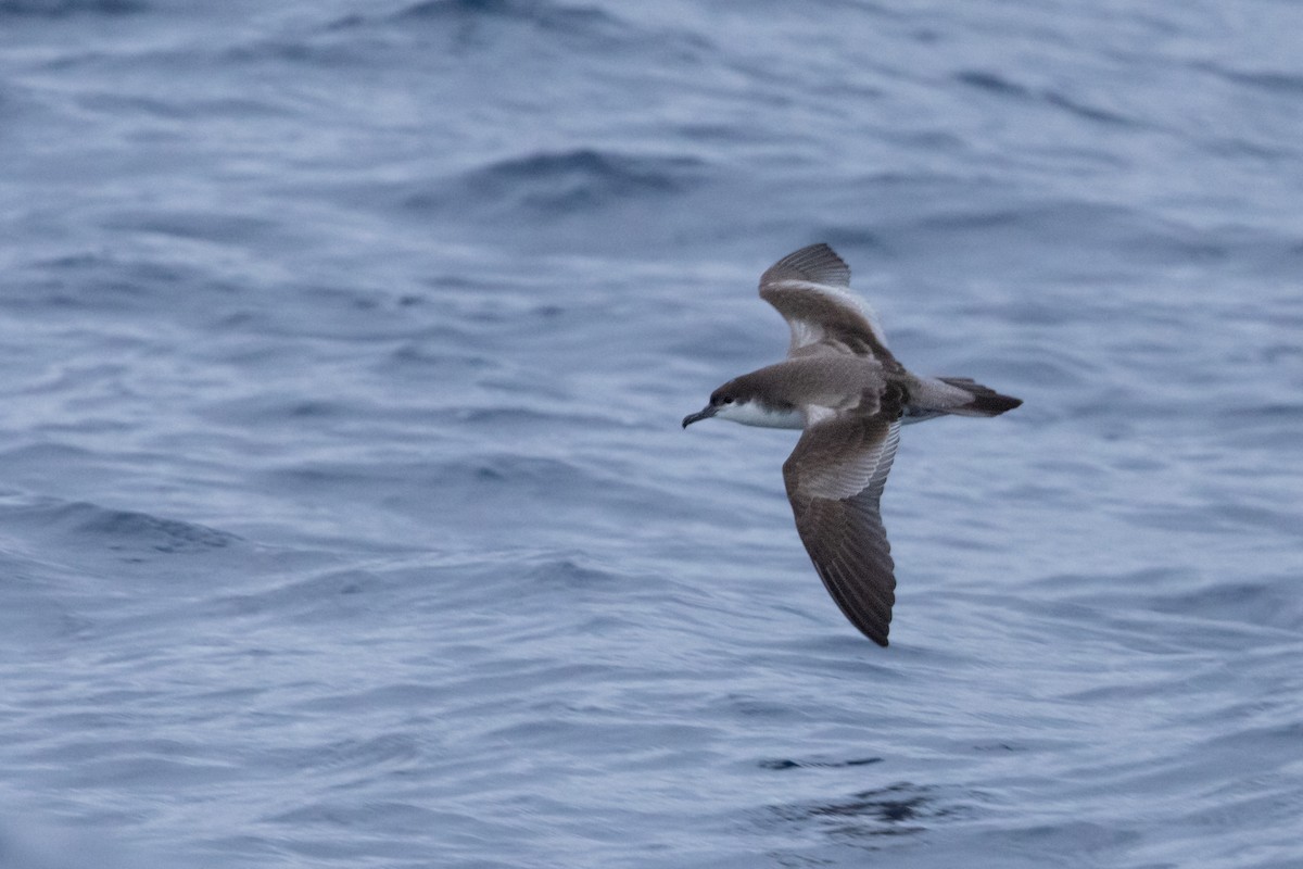 Buller's Shearwater - ML646781919