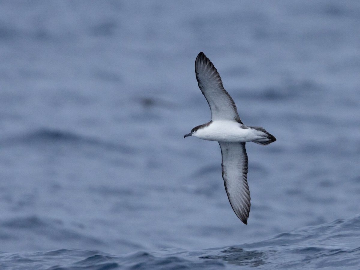 Buller's Shearwater - ML646781920