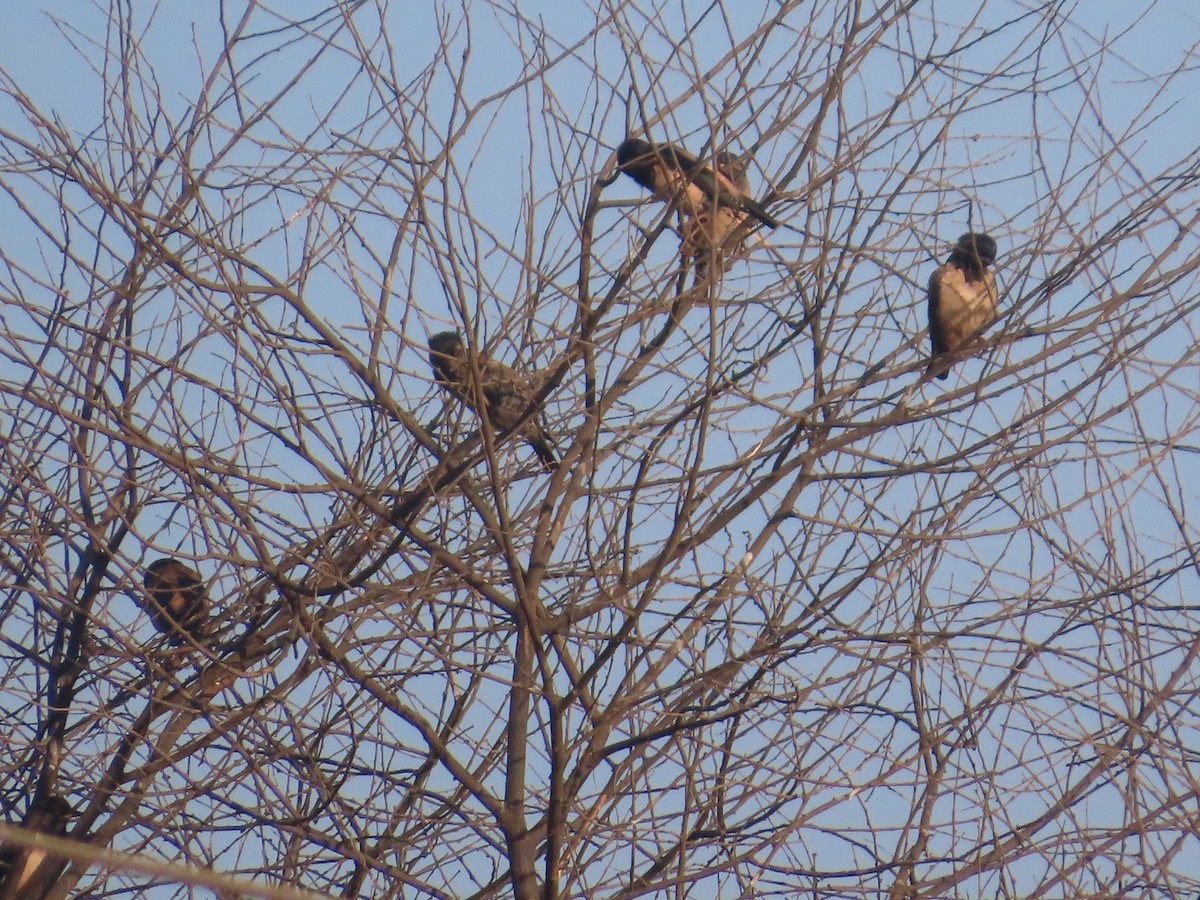 Rosy Starling - ML646781921