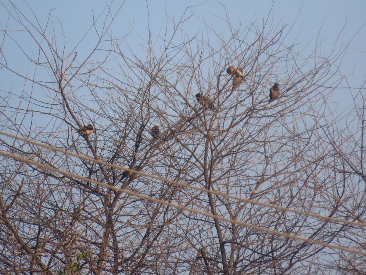 Rosy Starling - ML646781922