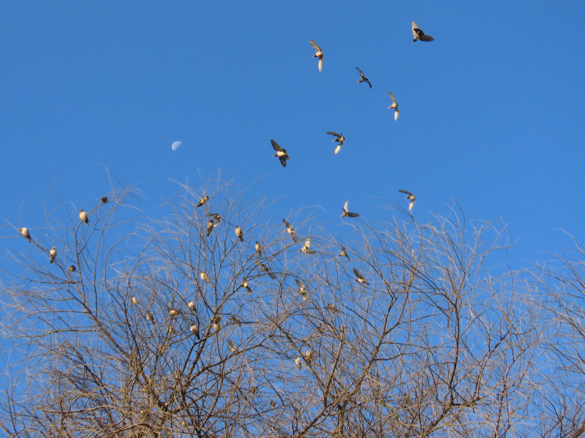 Rosy Starling - ML646781927