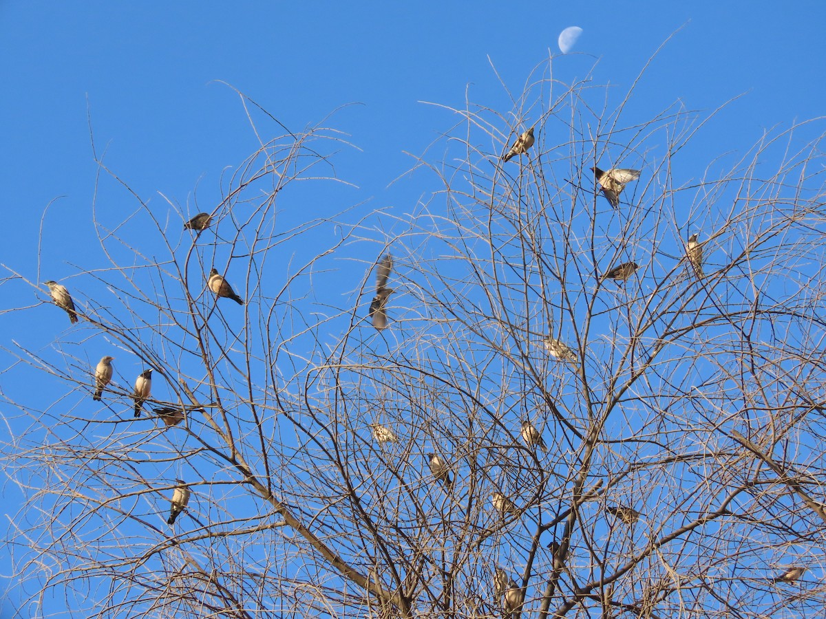 Rosy Starling - ML646781928