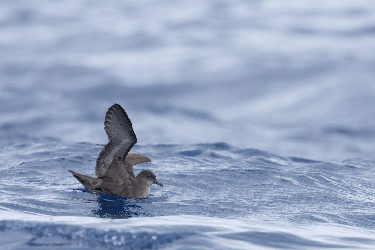 Short-tailed Shearwater - ML646781929