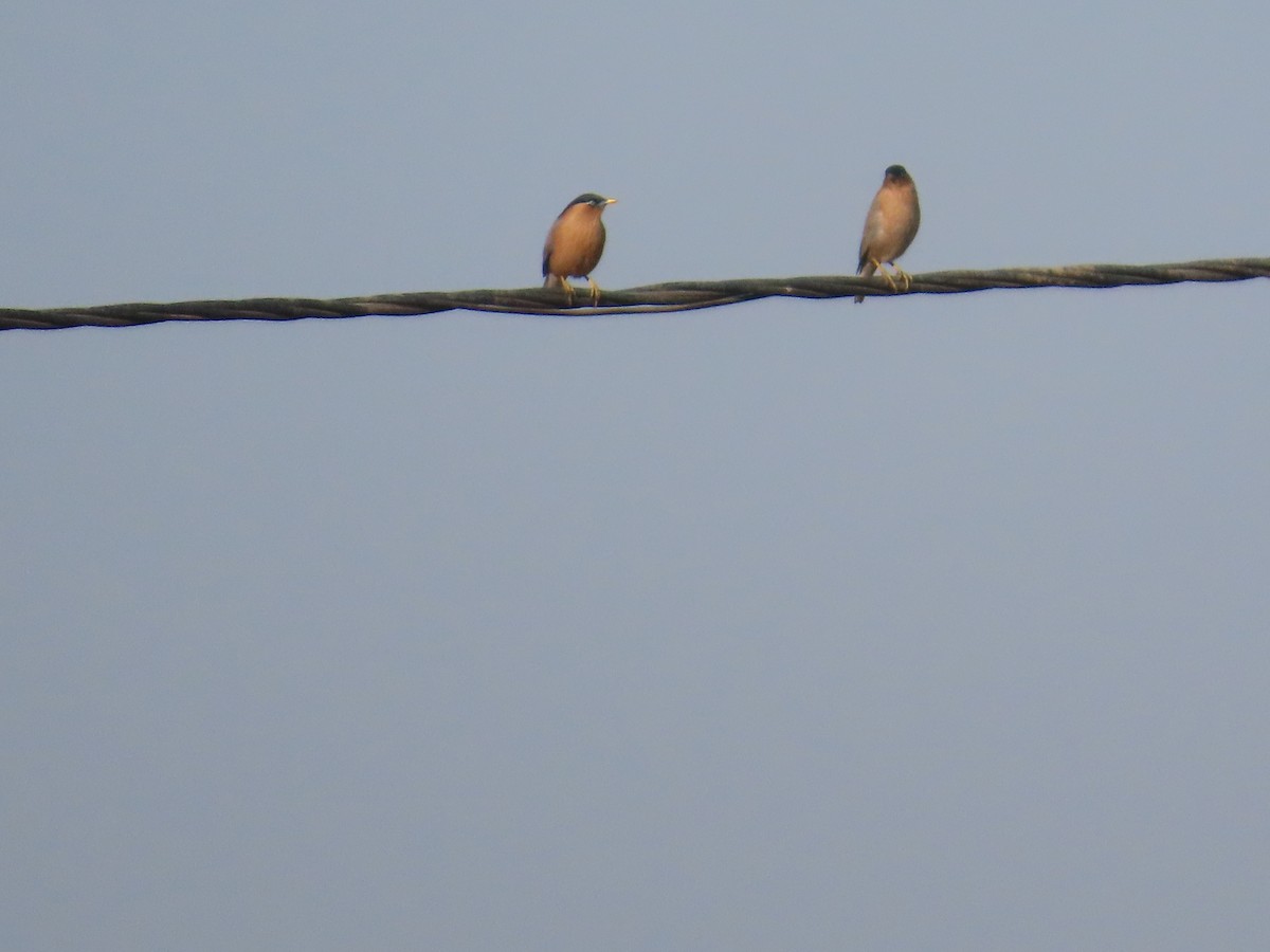 Brahminy Starling - ML646781939