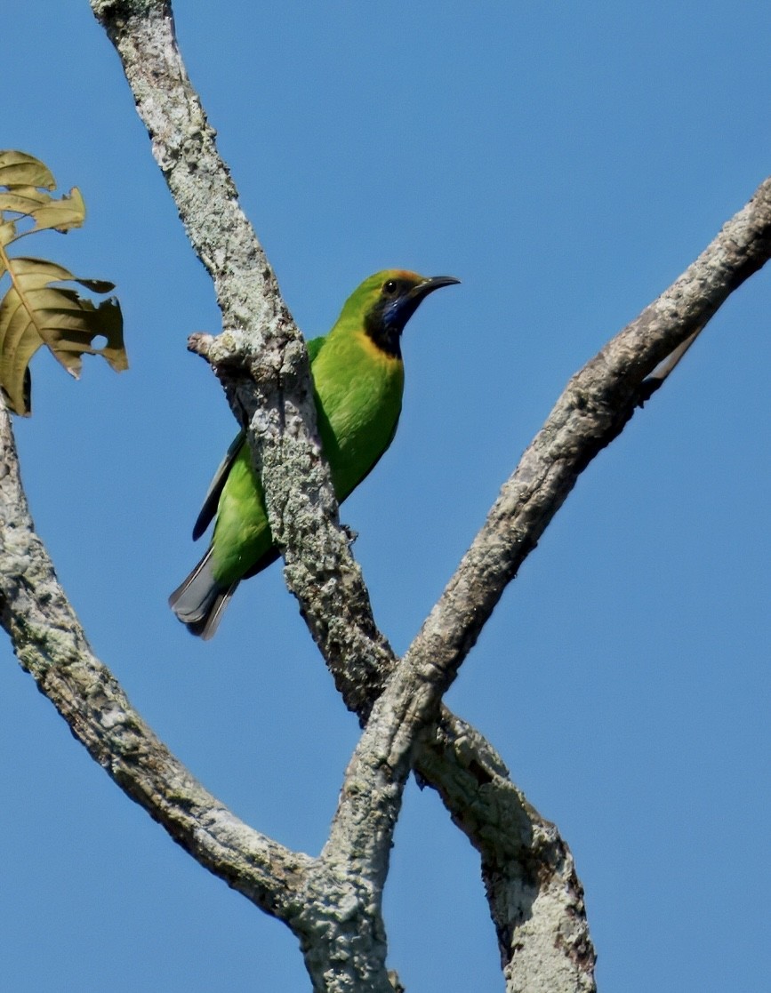 Golden-fronted Leafbird - ML646781940