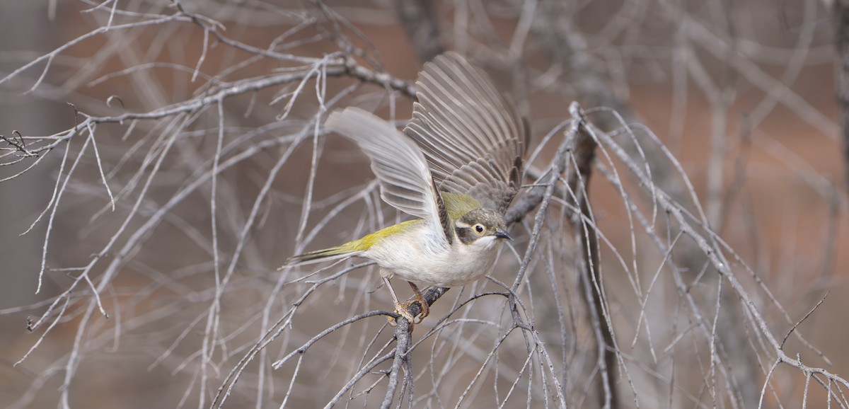 Brown-headed Honeyeater - ML646781941