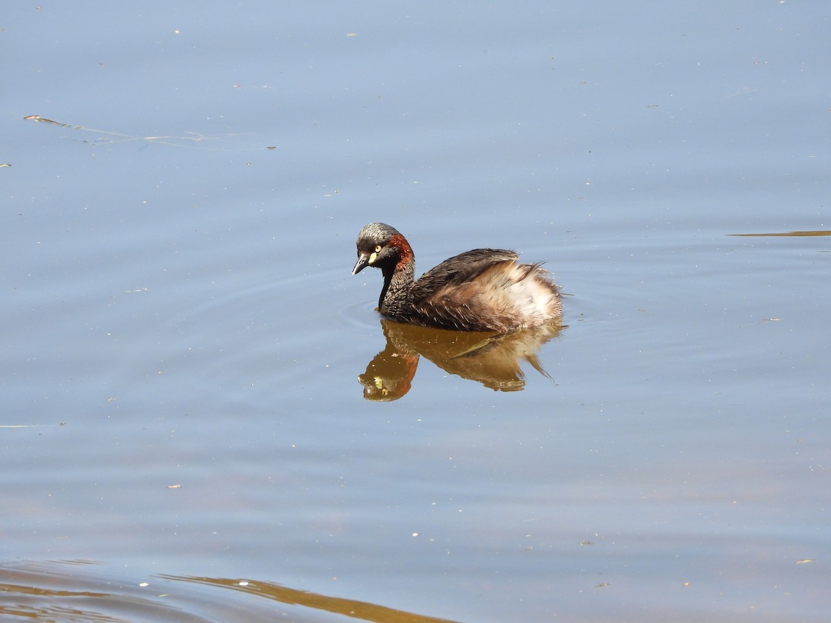 Australasian Grebe - ML646781943