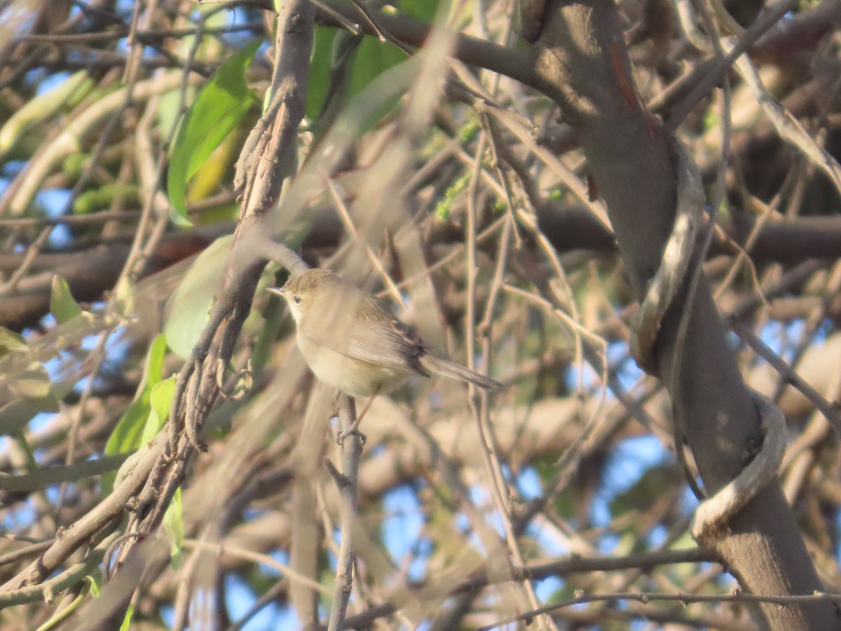 old world warbler sp. - ML646781945