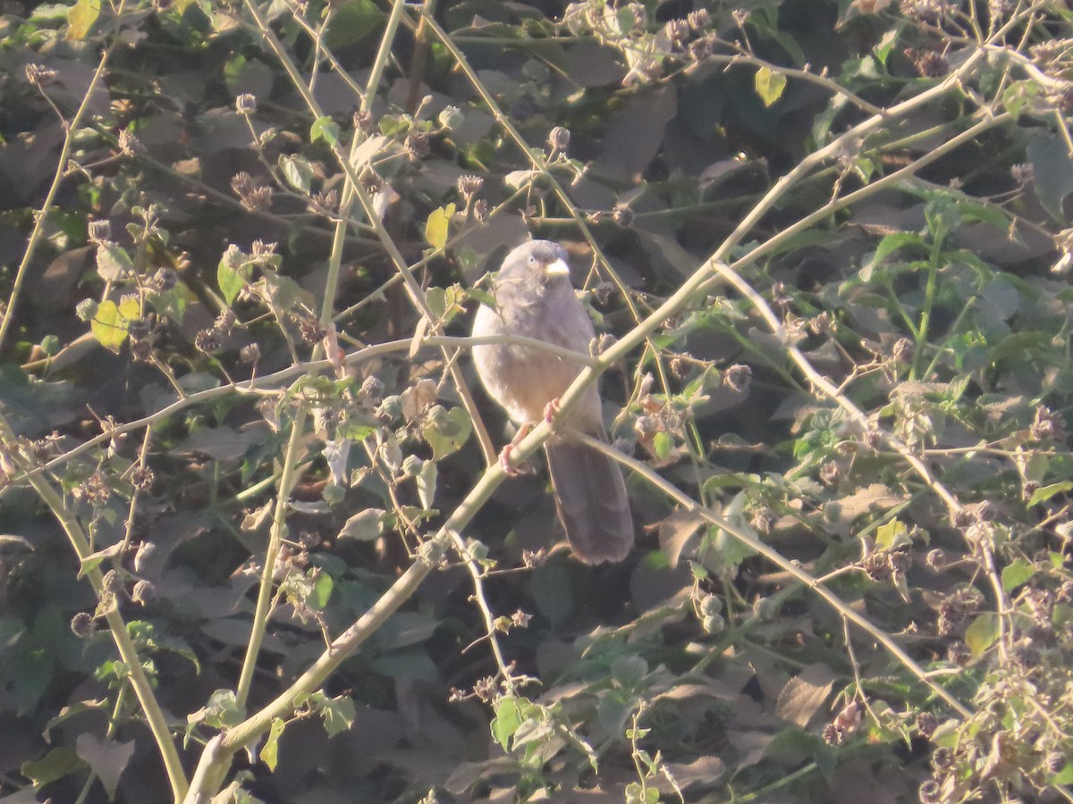Jungle Babbler - ML646781947