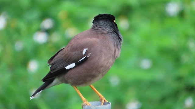 Common Myna - ML646781955