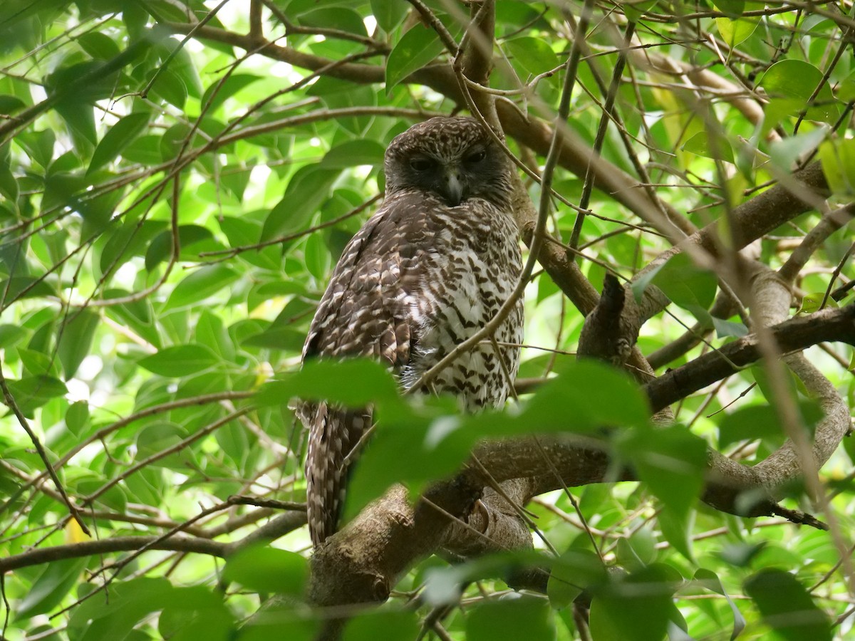 Powerful Owl - ML646781962