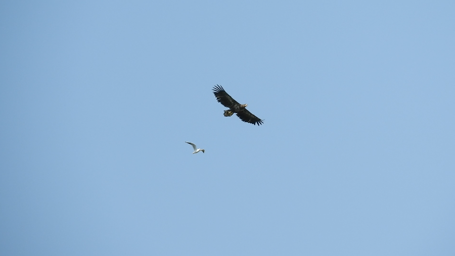 Орлан-белохвост - ML646781963