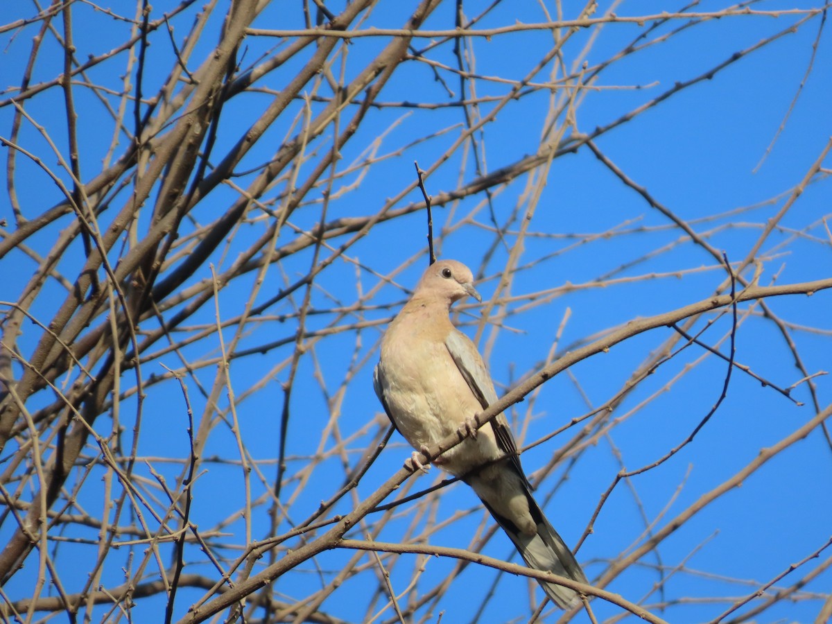 Laughing Dove - ML646781966