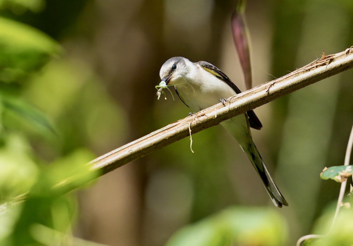 Brown-rumped Minivet - ML646781968
