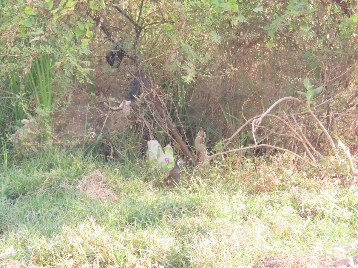 White-breasted Waterhen - ML646781969