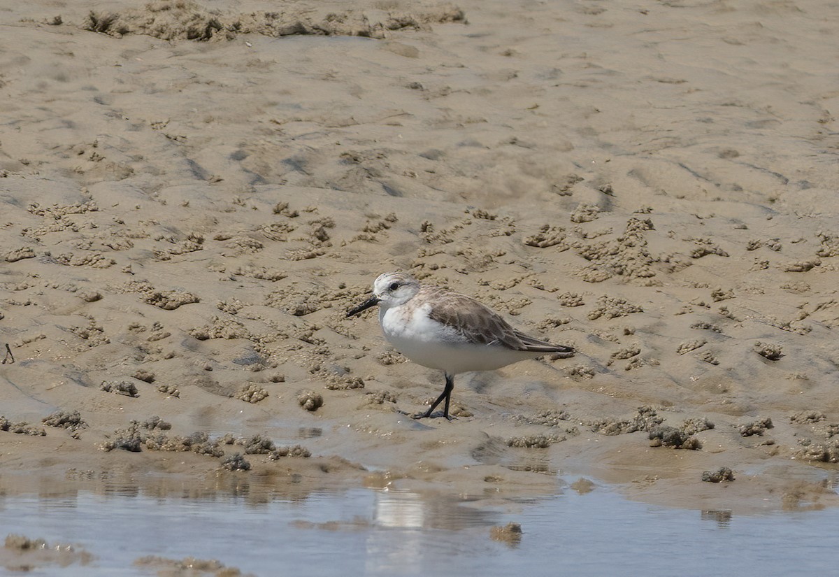 Txirri zuria - ML646781970