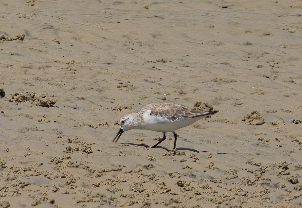 Txirri zuria - ML646781971