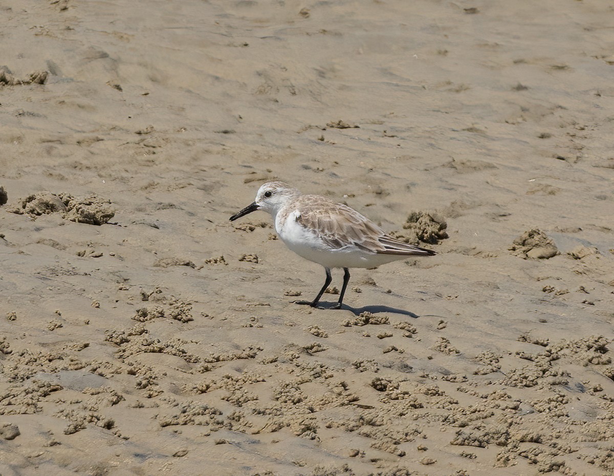 Txirri zuria - ML646781972