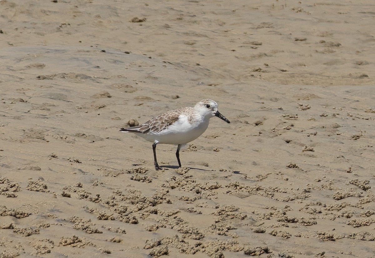 Txirri zuria - ML646781973