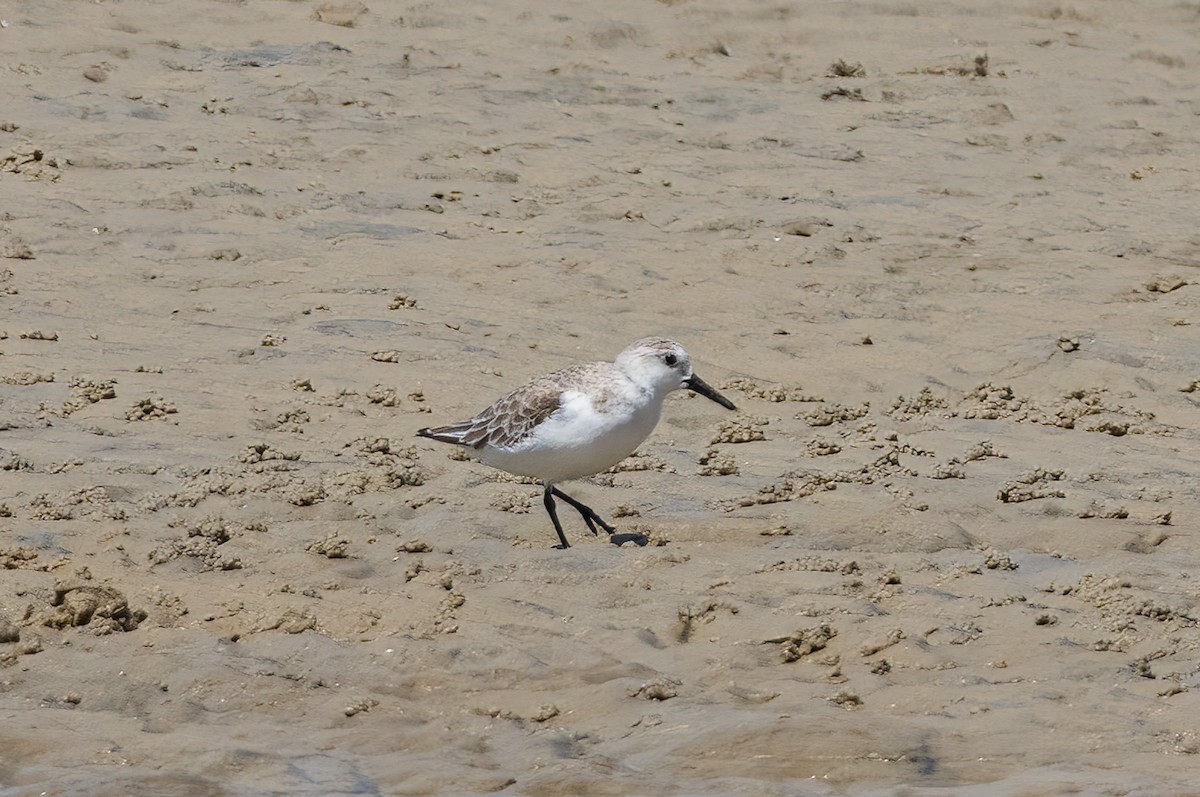 Txirri zuria - ML646781974