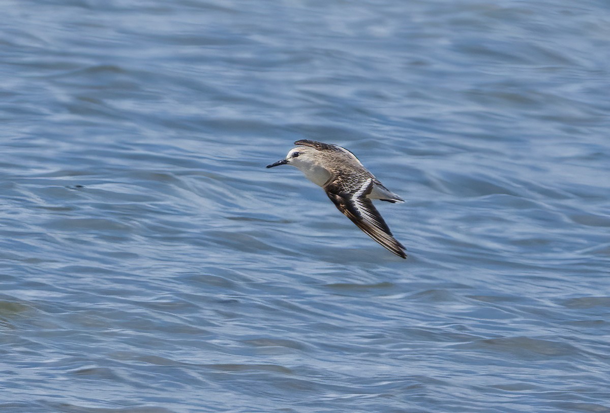 Txirri zuria - ML646781975