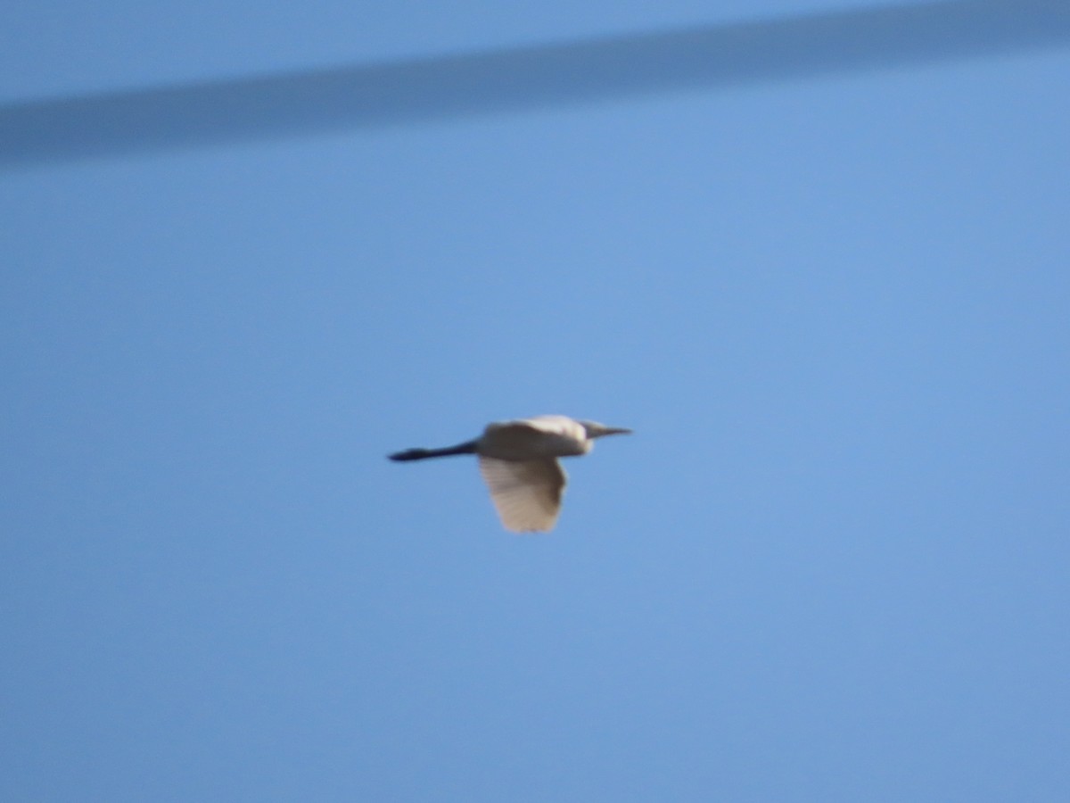 Little Egret - ML646781977