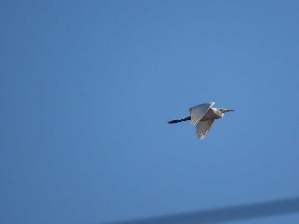 Little Egret - ML646781978