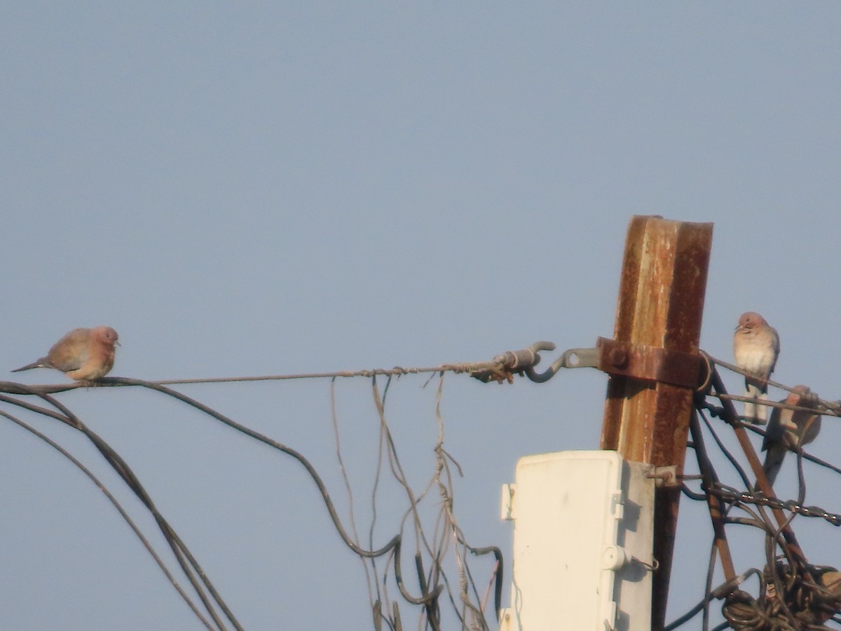 Laughing Dove - ML646781981