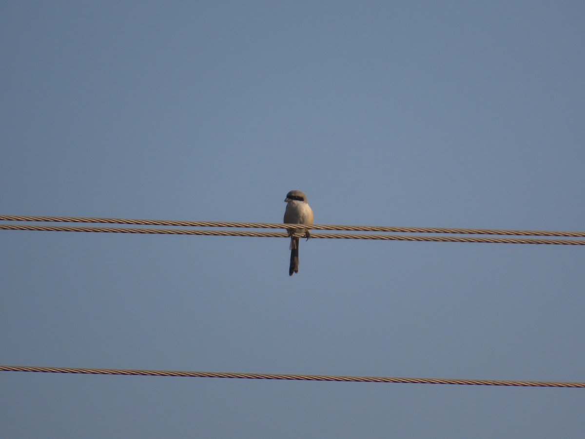 Long-tailed Shrike - ML646781983