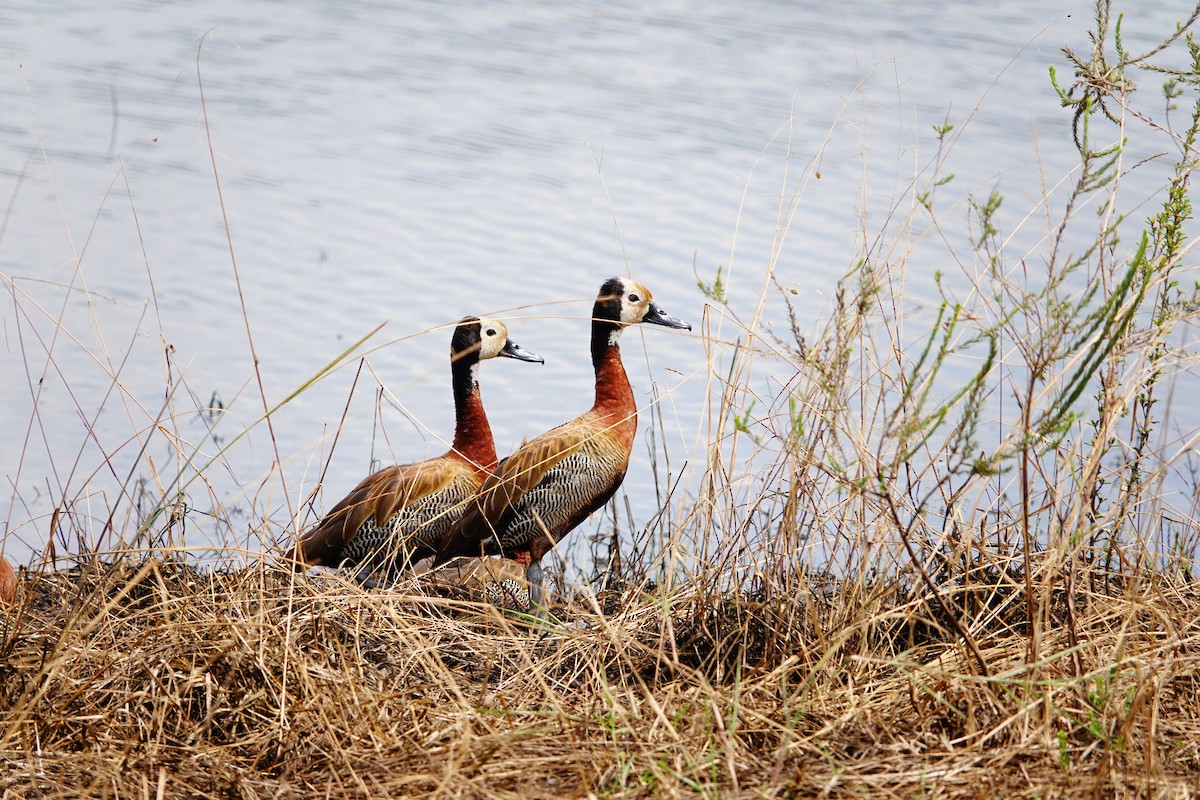 Dendrocigna facciabianca - ML646781985