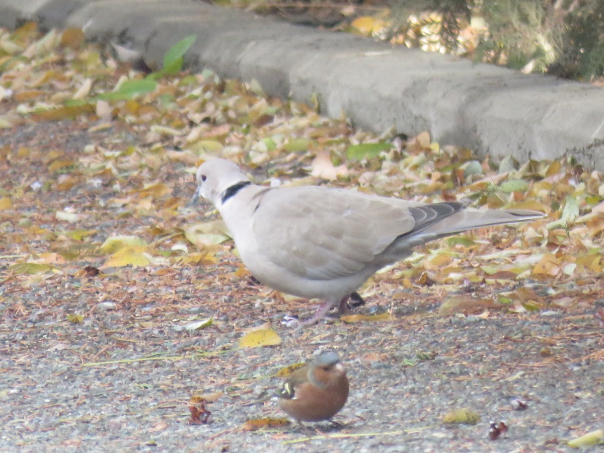 灰斑鳩 - ML646781987