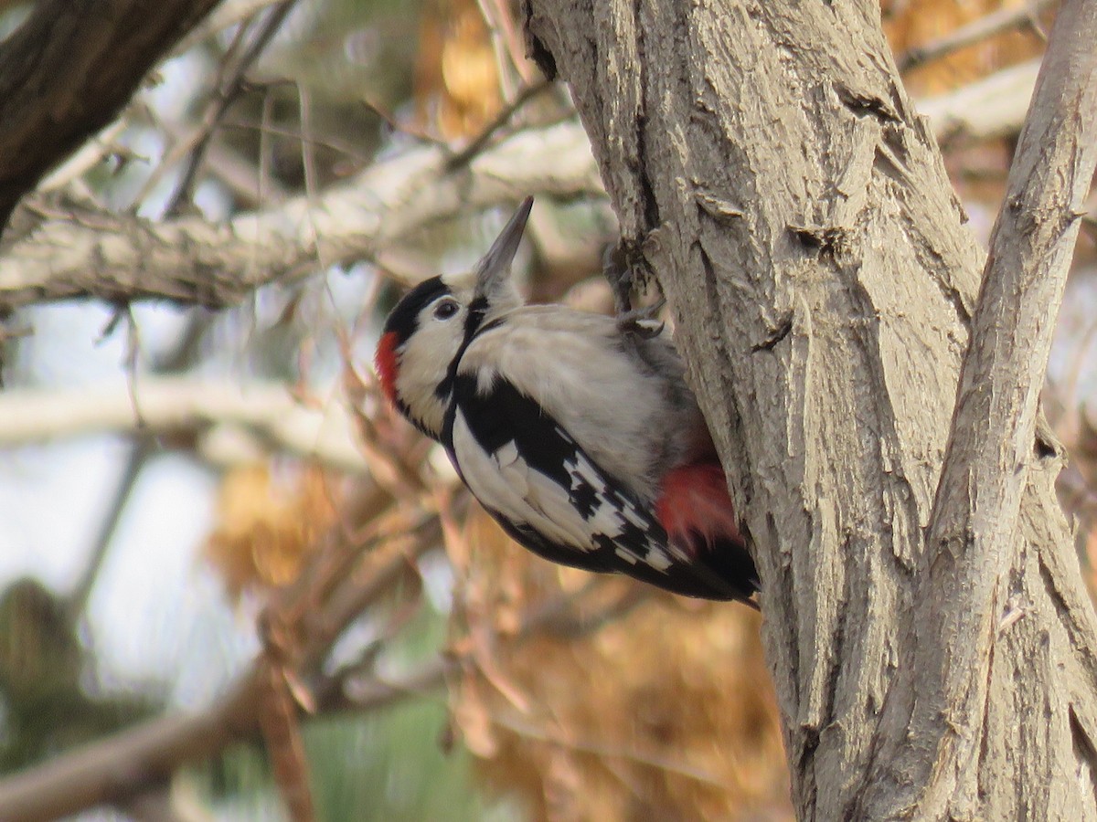 Syrian Woodpecker - ML646781988