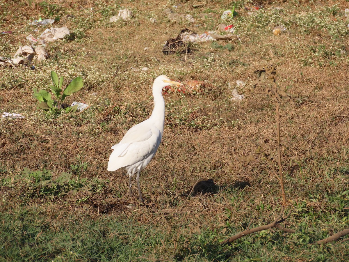 Eastern Cattle-Egret - ML646781990