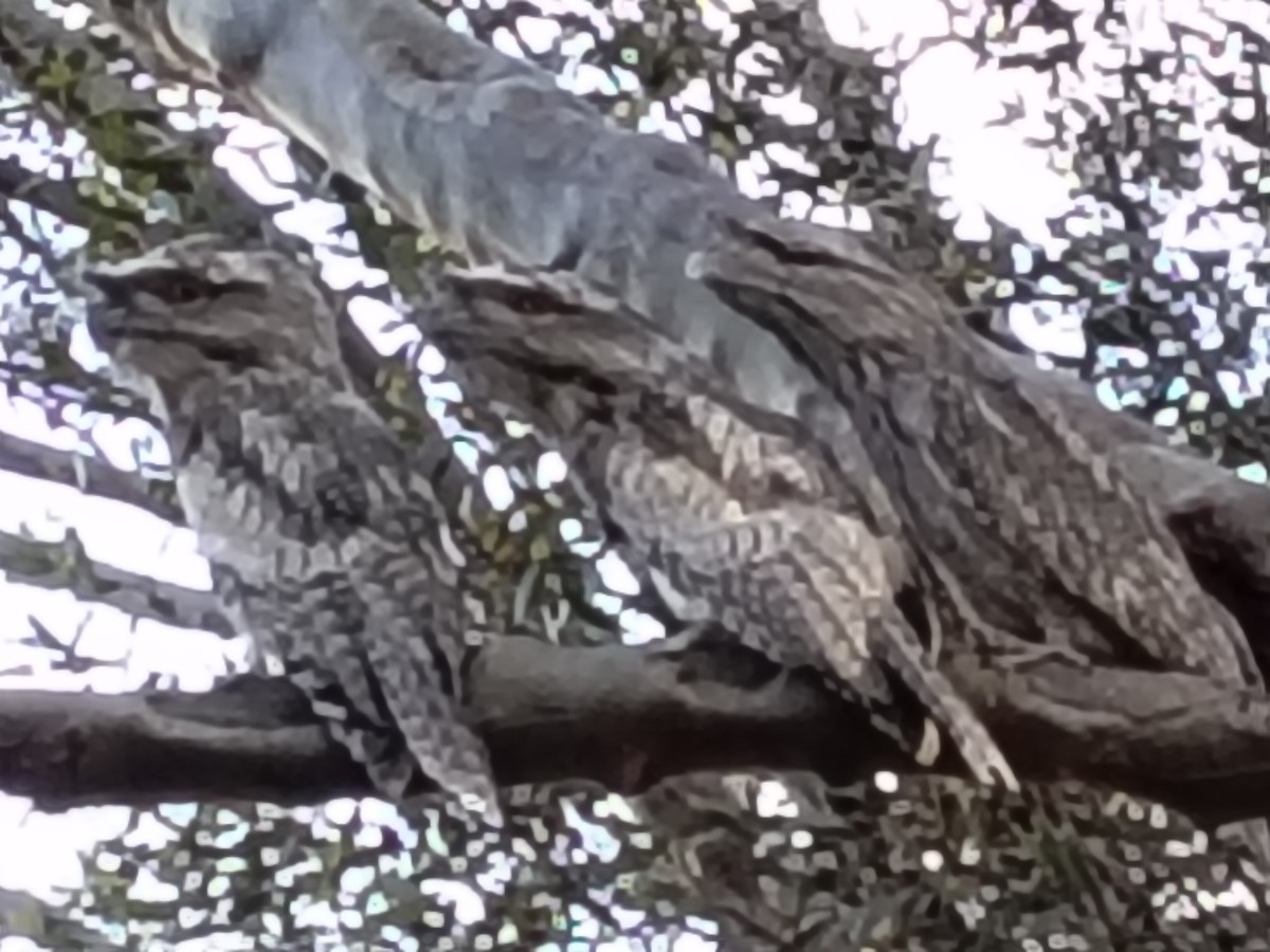 Tawny Frogmouth - ML646781991