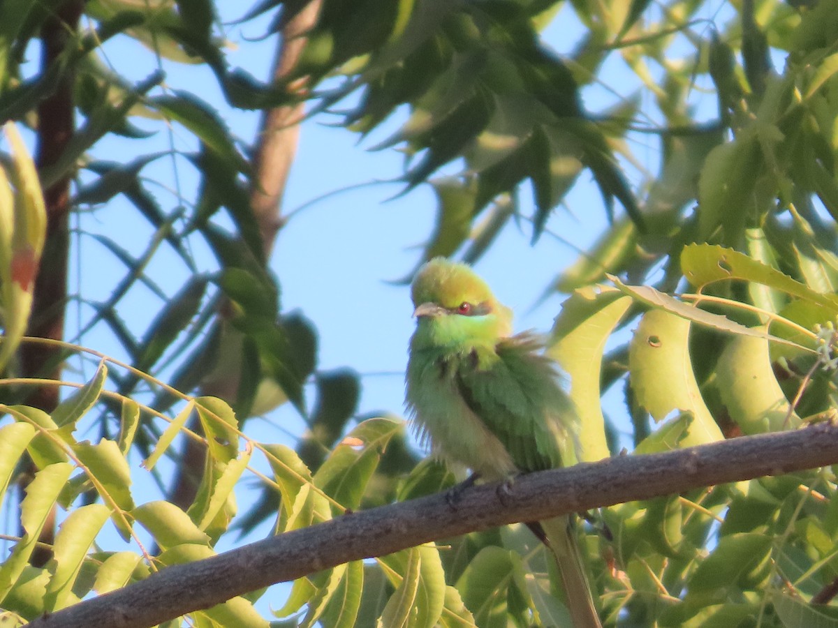 Asian Green Bee-eater - ML646781995