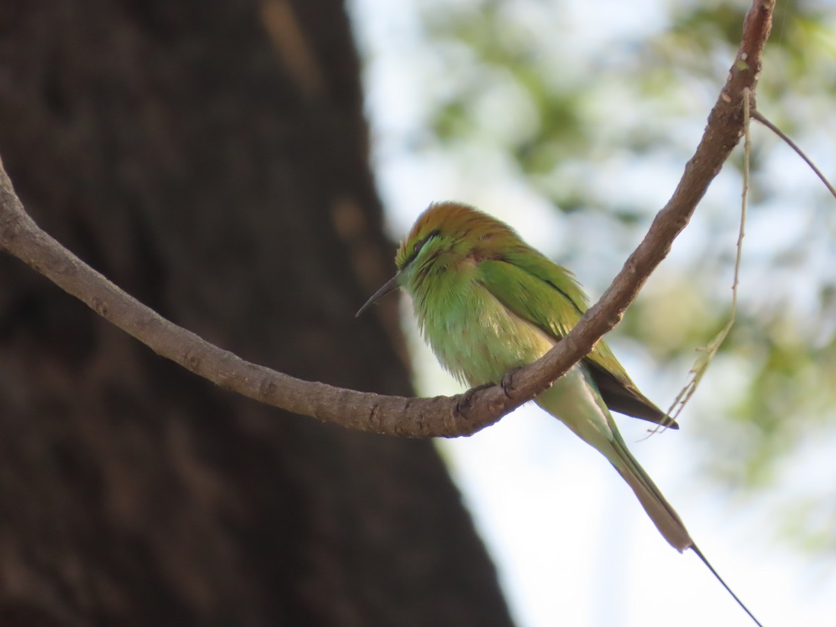 Asian Green Bee-eater - ML646781997