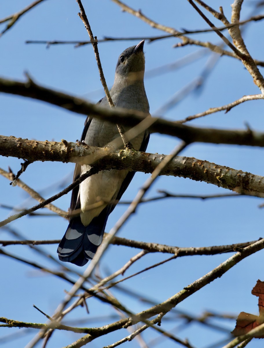 Black-winged Cuckooshrike - ML646781998