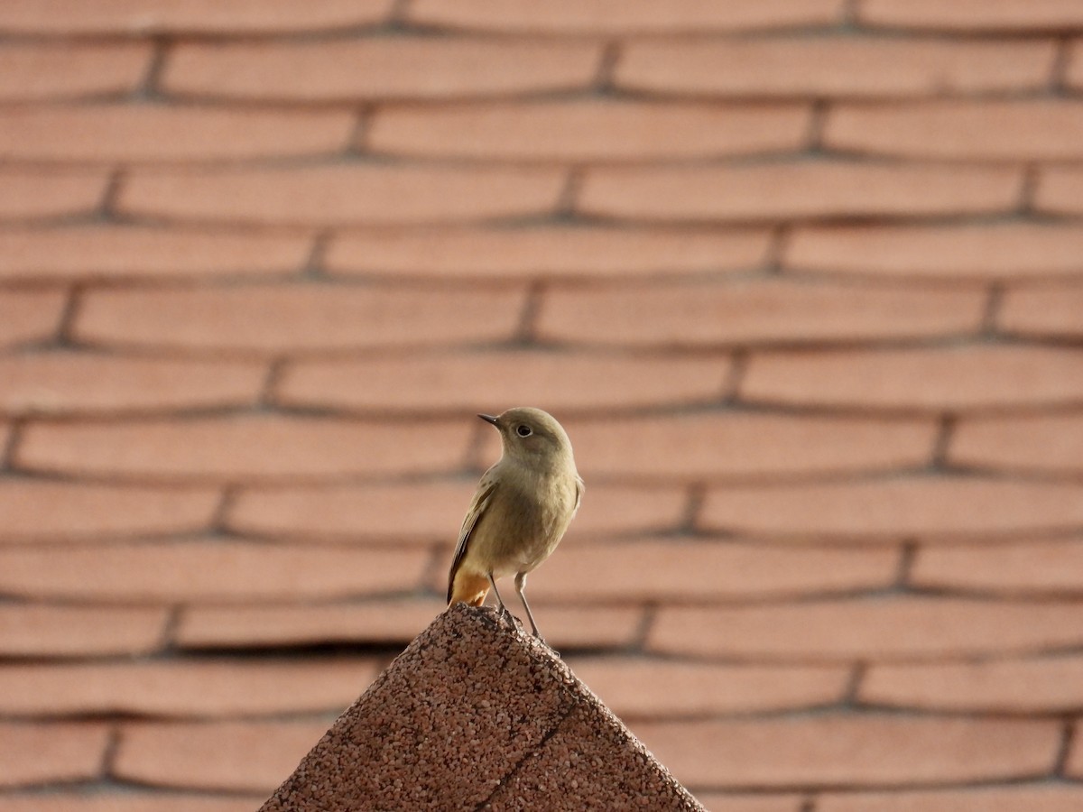 Black Redstart - ML646781999