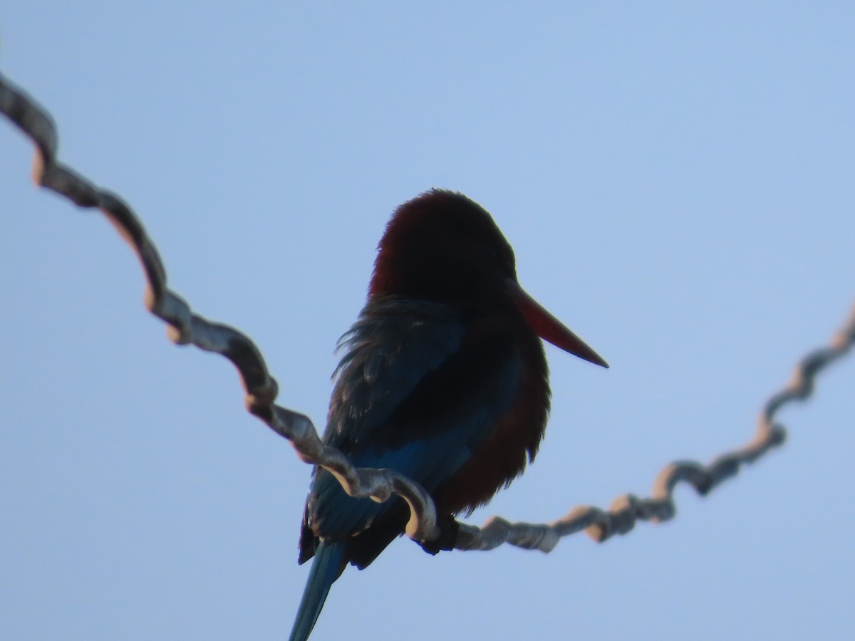 White-throated Kingfisher - ML646782000