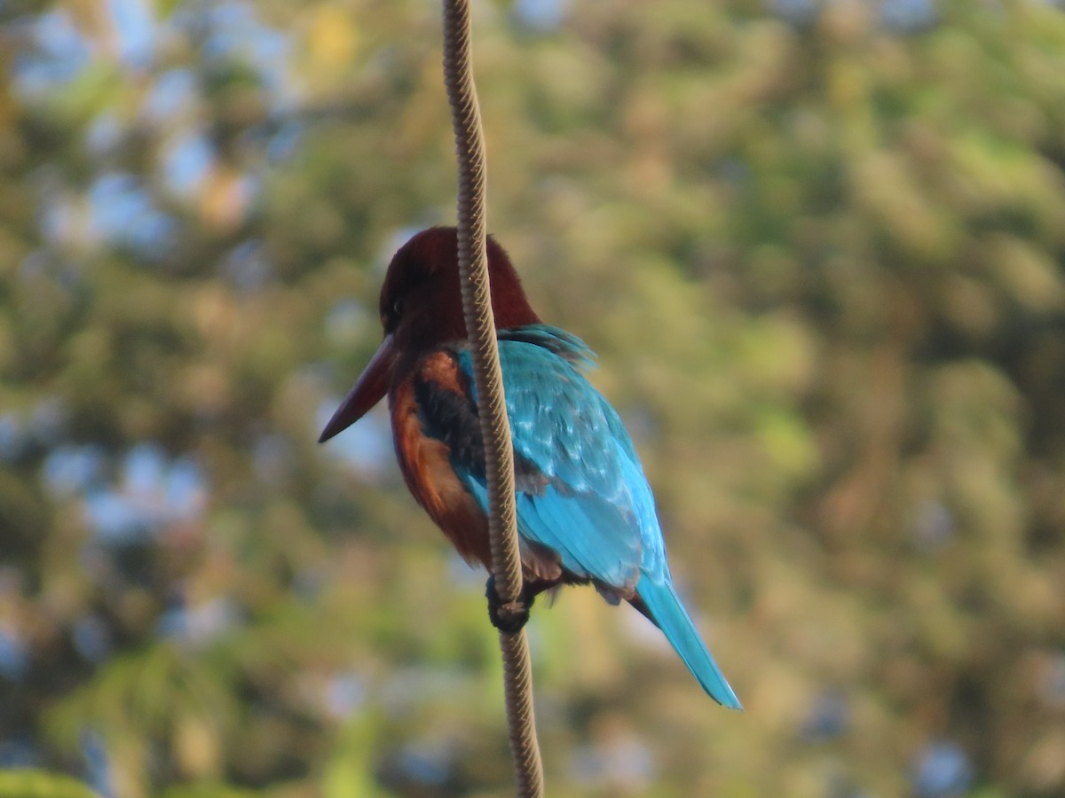 White-throated Kingfisher - ML646782001